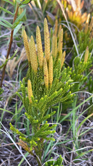 Dendrolycopodium hickeyi