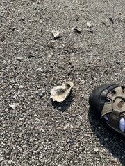 Crassostrea virginica