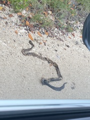 Drymarchon melanurus