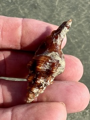 Triplofusus giganteus