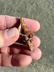 Triplofusus giganteus