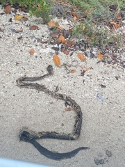 Drymarchon melanurus
