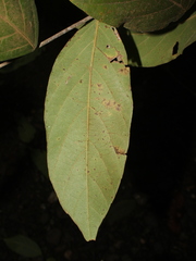 Cordia bicolor