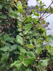 Garrya elliptica