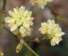 Eriogonum maculatum