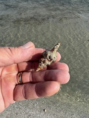 Triplofusus giganteus