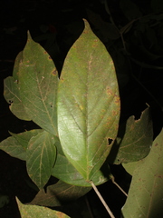 Cordia bicolor