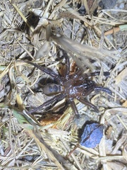 Antrodiaetus pacificus