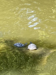 Trachemys scripta