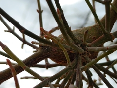 Phoradendron californicum