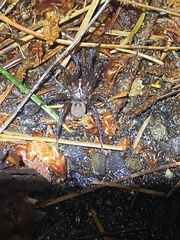 Antrodiaetus pacificus