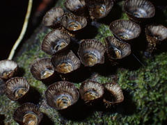 Cyathus striatus