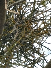 Phoradendron californicum