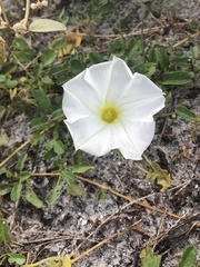 Ipomoea imperati