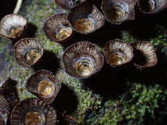 Cyathus striatus