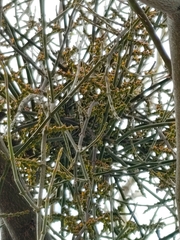 Phoradendron californicum