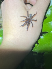 Antrodiaetus pacificus