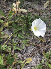 Ipomoea imperati