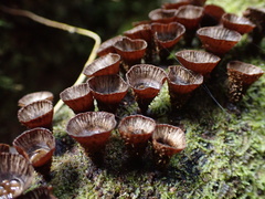 Cyathus striatus