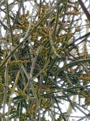 Phoradendron californicum
