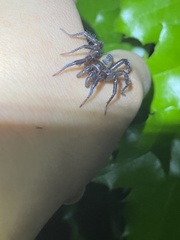 Antrodiaetus pacificus