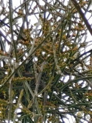 Phoradendron californicum