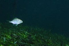 Acanthopagrus butcheri