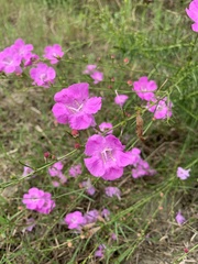 Agalinis purpurea