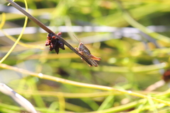 Phaulacridium marginale