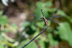 Dythemis fugax