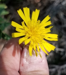 Hieracium lachenalii