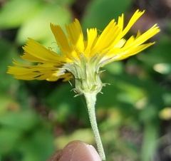 Hieracium lachenalii