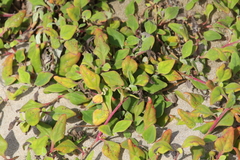 Tetragonia