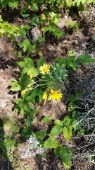 Hieracium lachenalii