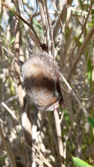 Lasiurus blossevillii