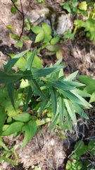 Hieracium lachenalii