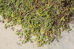 Tetragonia