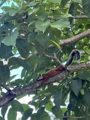 Sciurus variegatoides