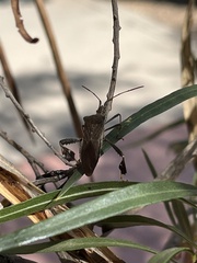 Leptoglossus oppositus