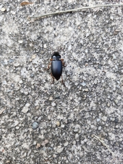 Pseudoophonus