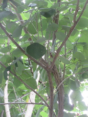 Erythrina americana