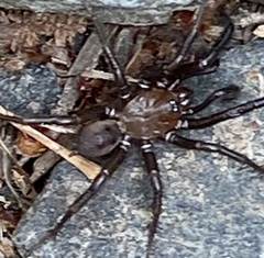 Antrodiaetus pacificus