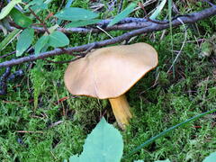 Suillus variegatus