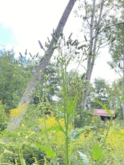 Erechtites hieraciifolius