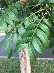 Carya illinoinensis