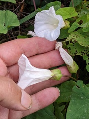 Calystegia × lucana