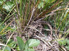 Sceloporus bicanthalis