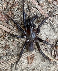 Antrodiaetus pacificus