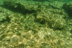Sphyraena barracuda