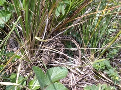 Sceloporus bicanthalis